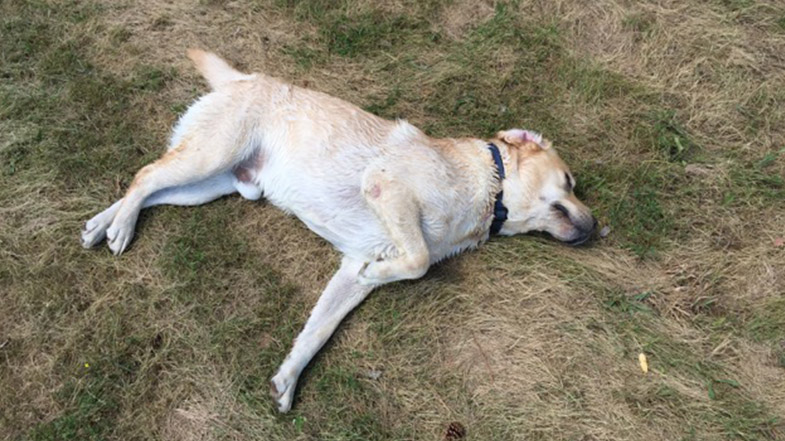 Dog laying on grass