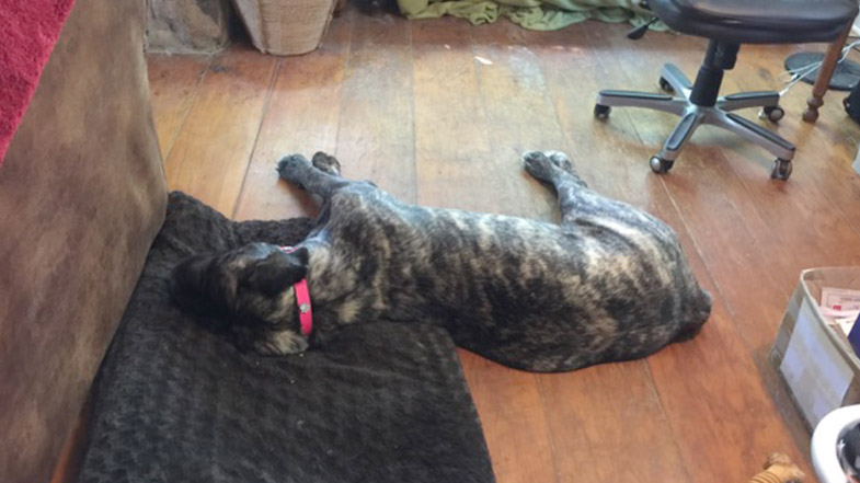 Dog laying on blanket on floor