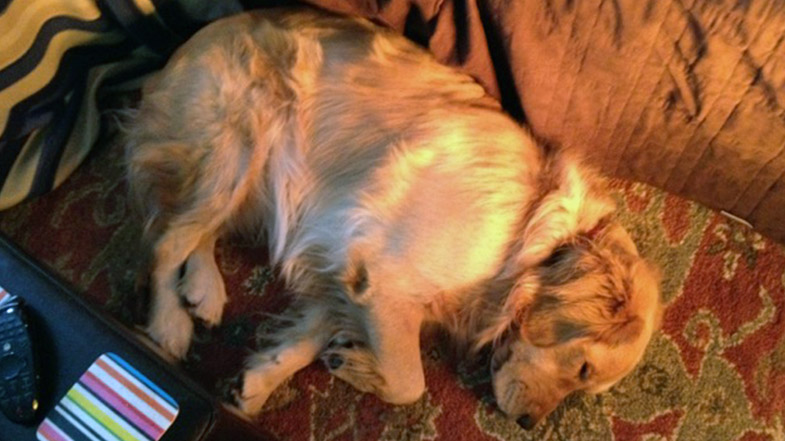 Dog laying on blanket