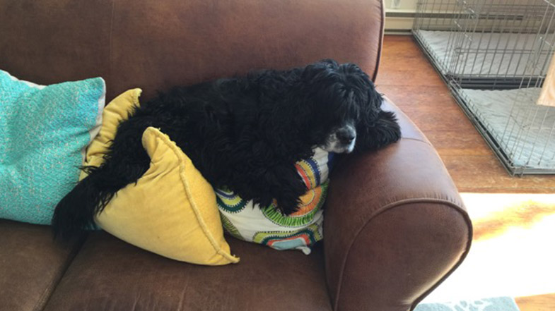 Dog sitting on couch with pillows