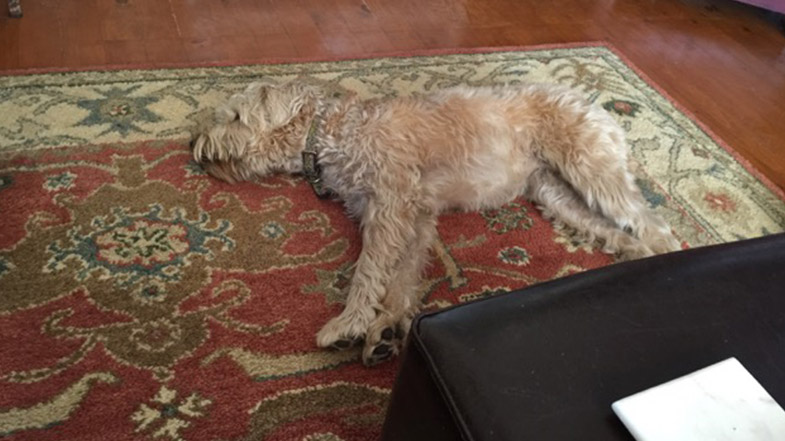 Dog laying down on carpet
