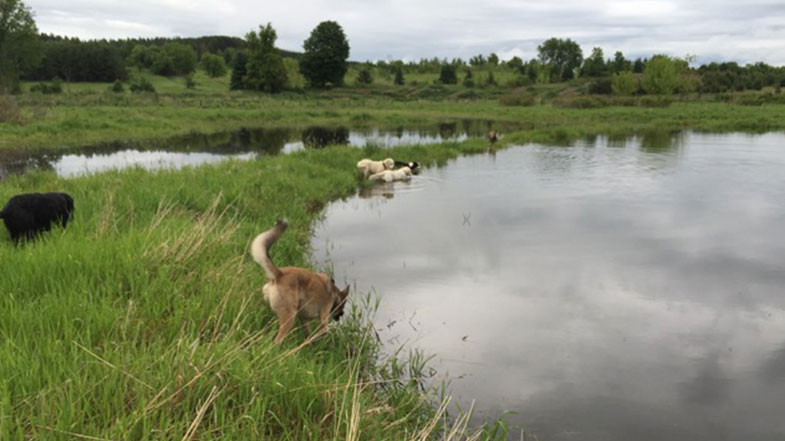 Multiple dogs playing by pond