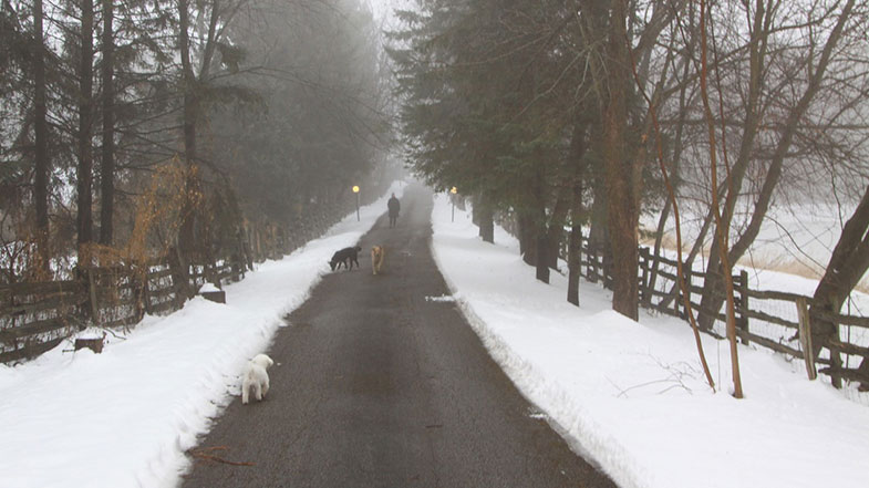 Multiple dogs and person walking down trail lined with snow