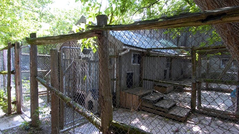 Fenced in kennel